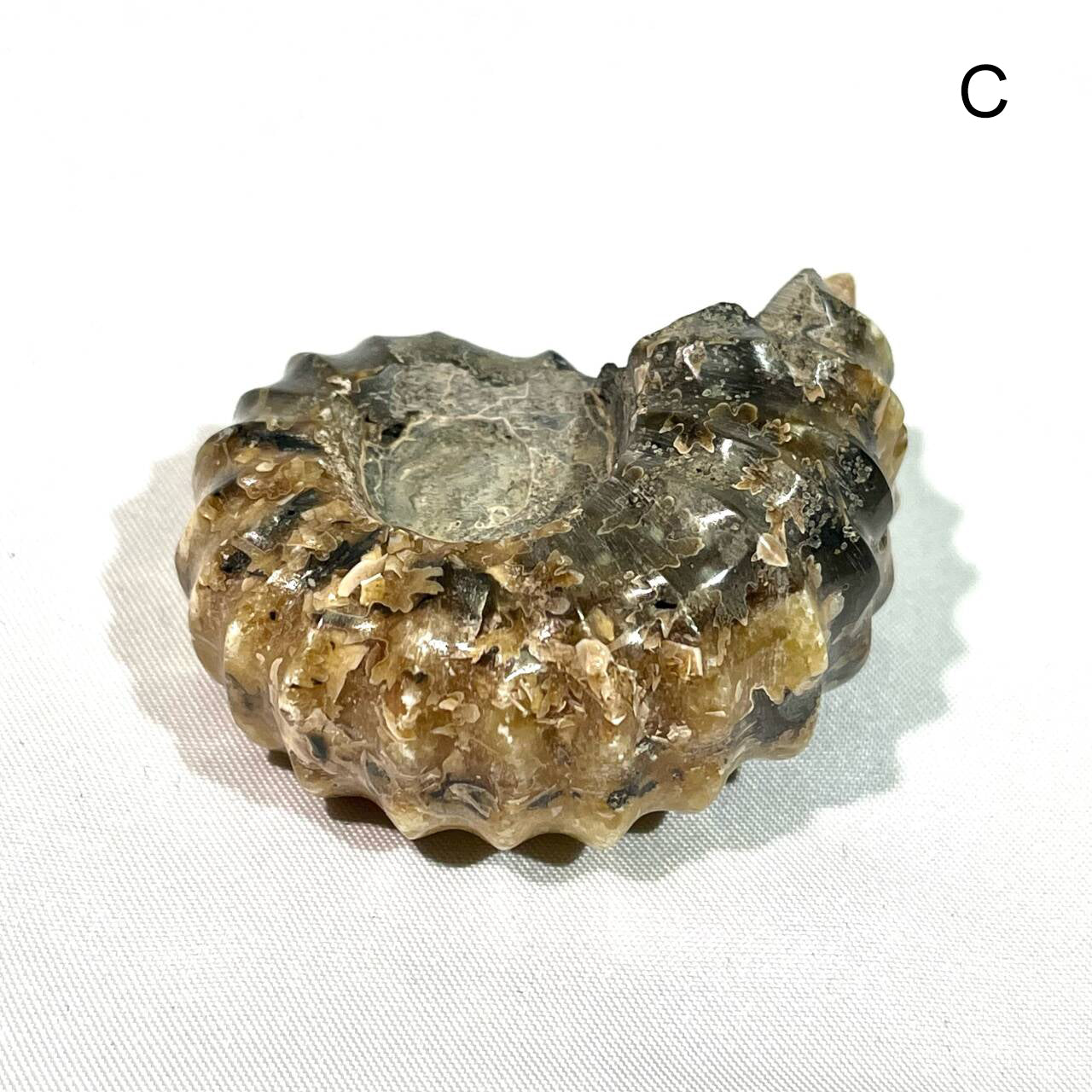 Fossil/Ammonite