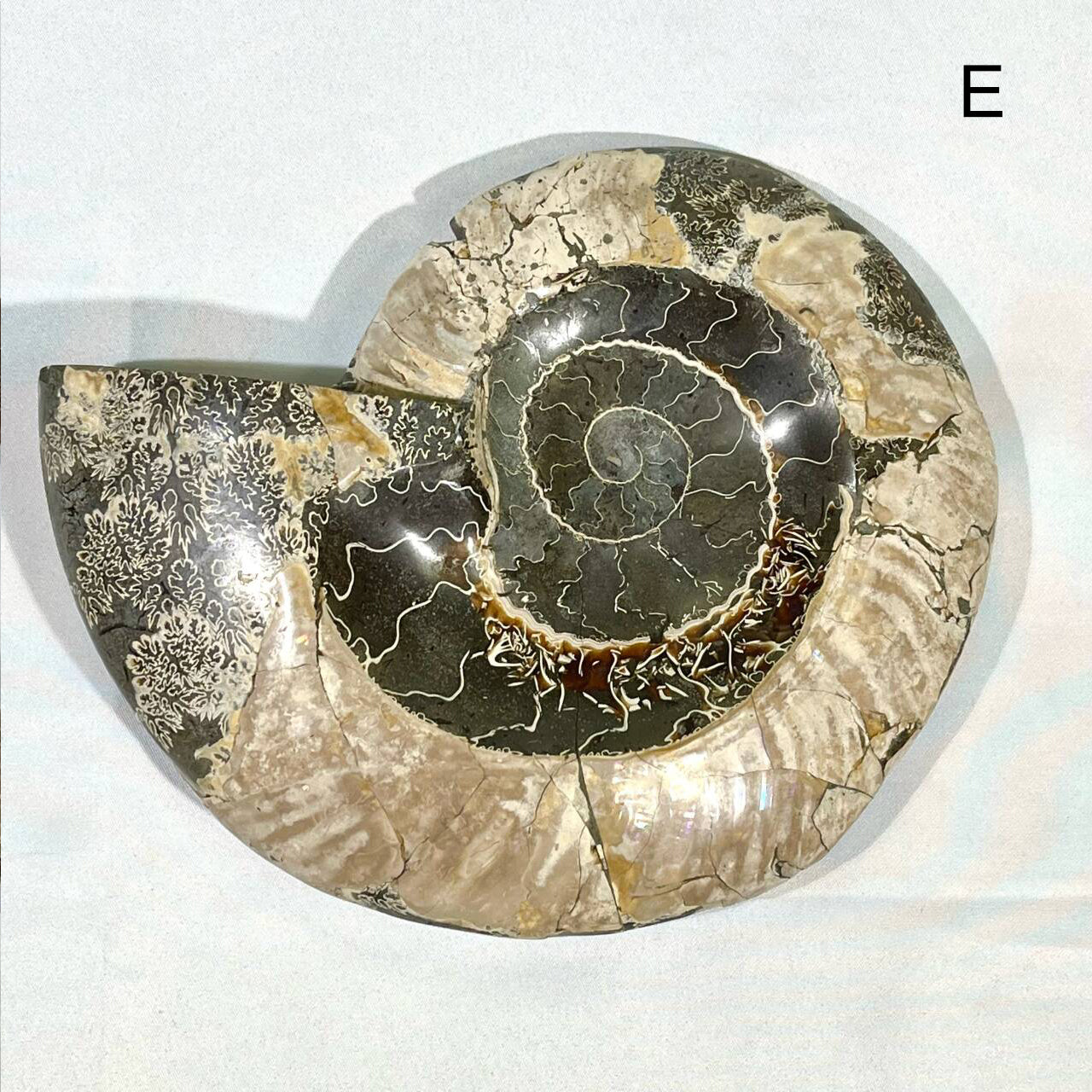 Fossil/Ammonite