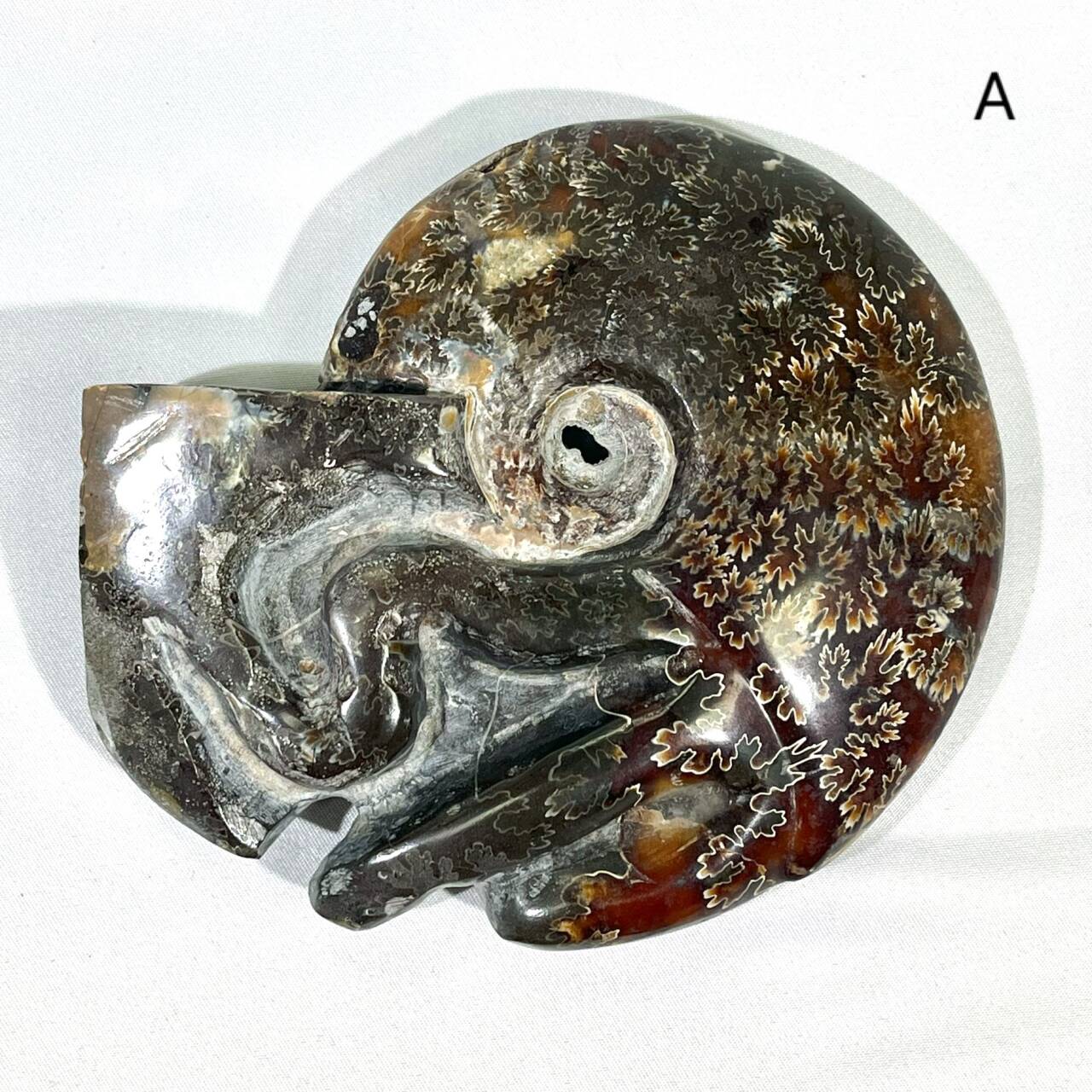Fossil/Ammonite