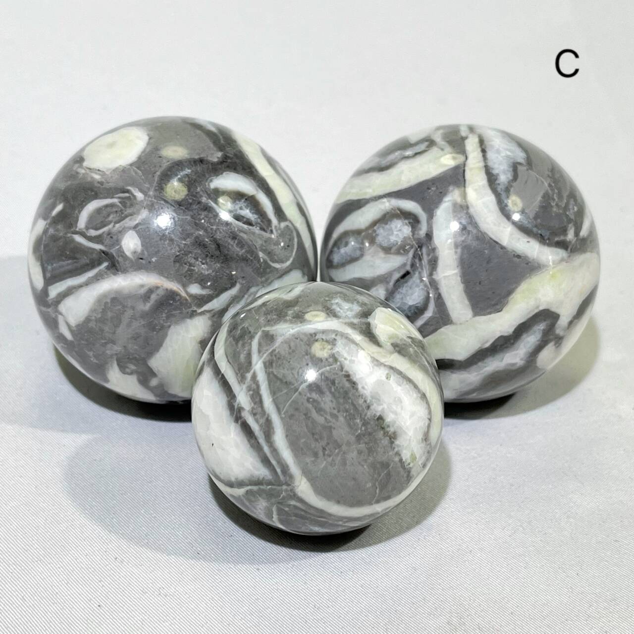 Fossil Conch Sphere