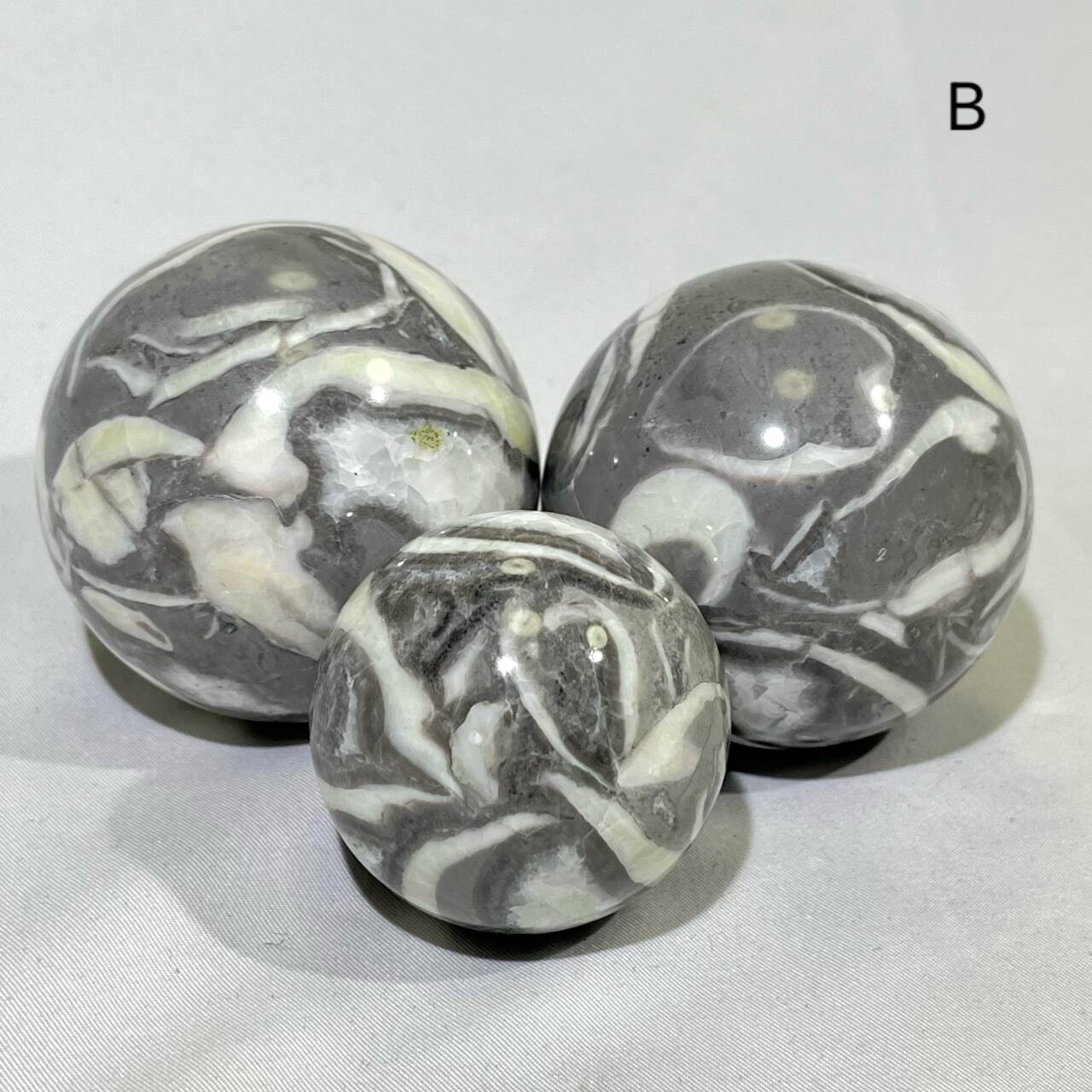 Fossil Conch Sphere
