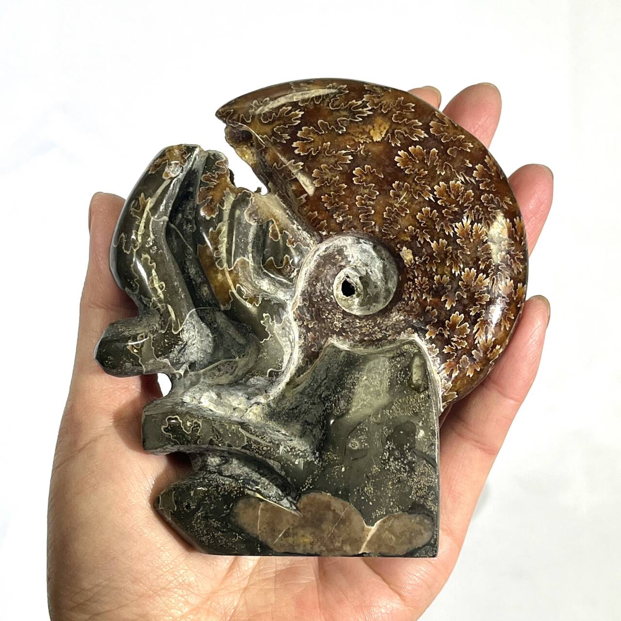 Fossil/Ammonite