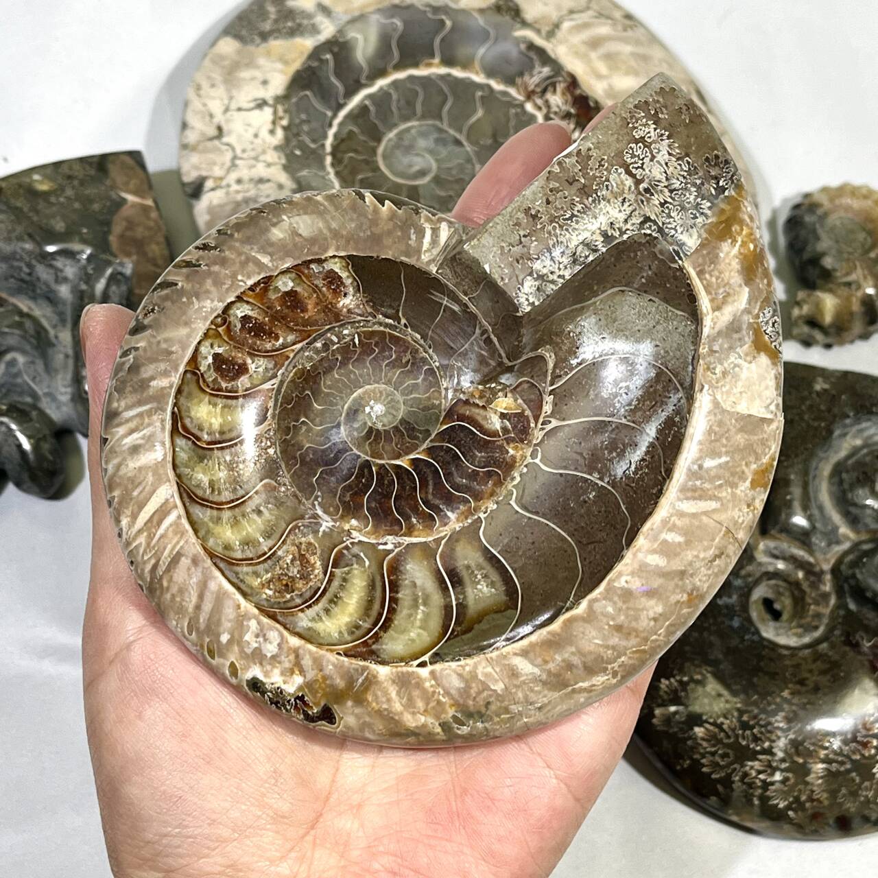 Fossil/Ammonite