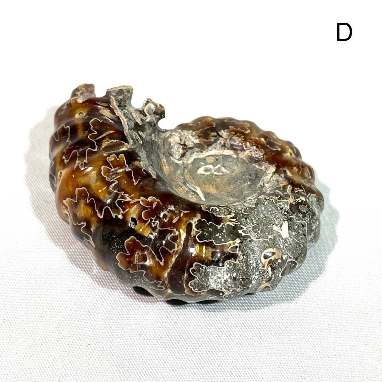 Fossil/Ammonite