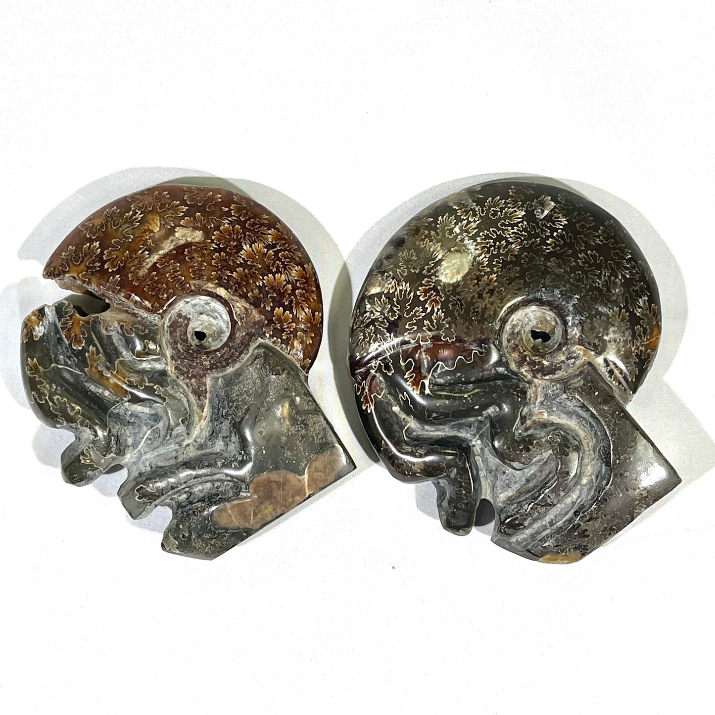 Fossil/Ammonite