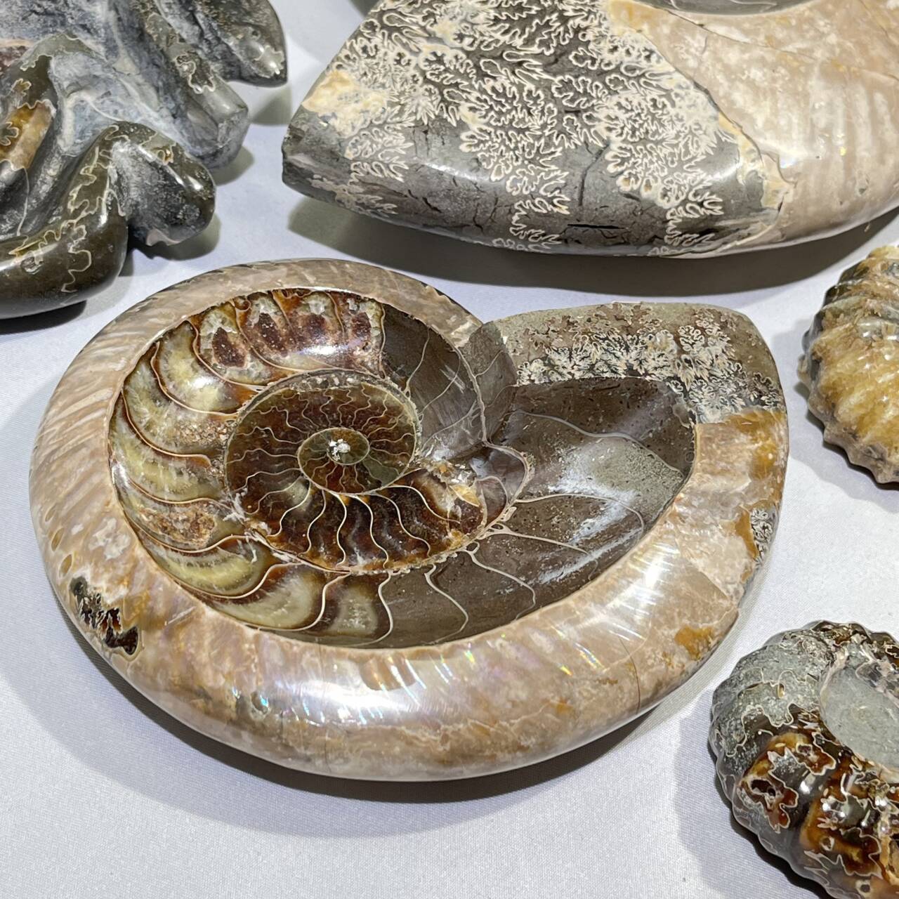 Fossil/Ammonite