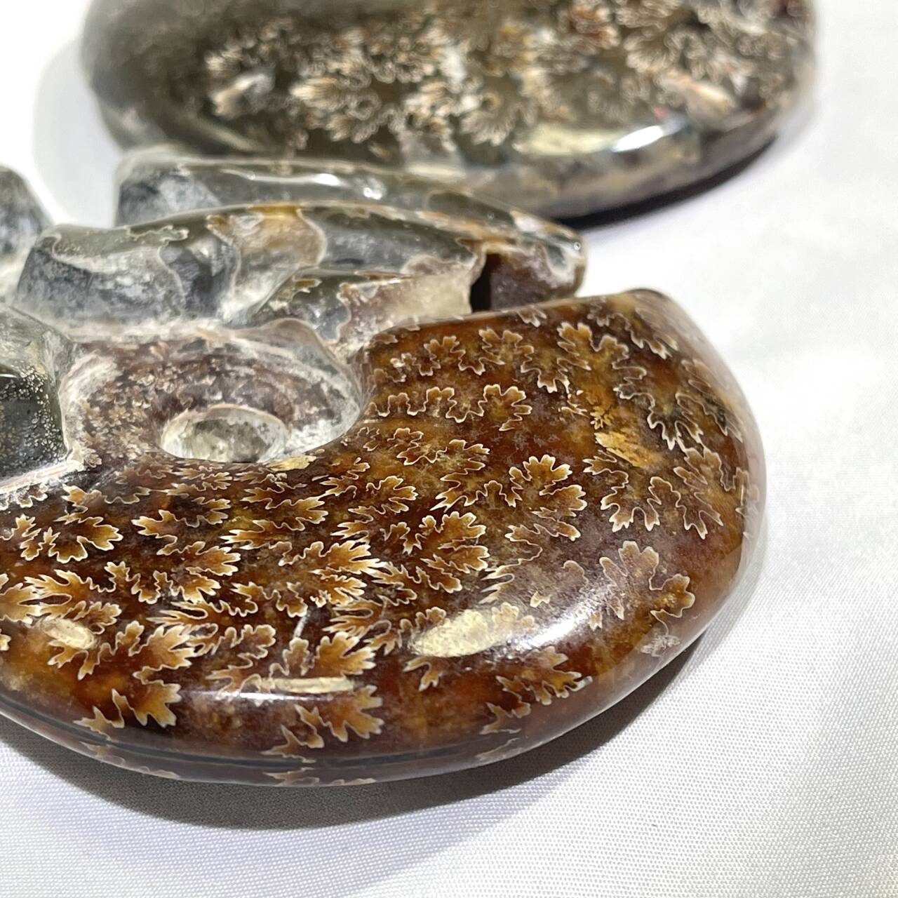Fossil/Ammonite