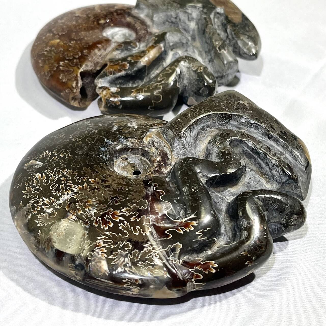 Fossil/Ammonite