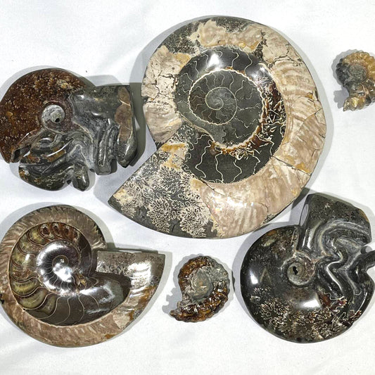 Fossil/Ammonite