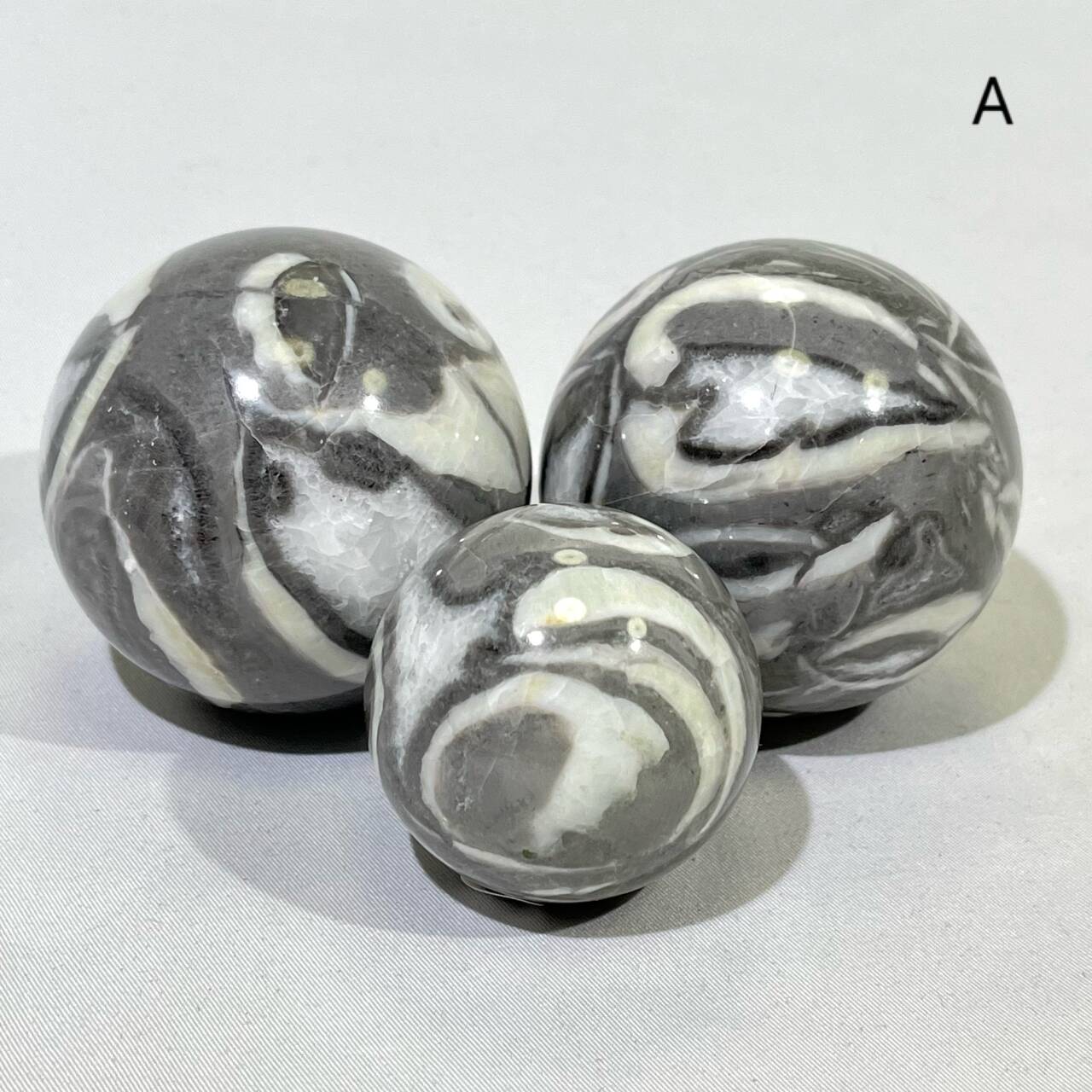Fossil Conch Sphere