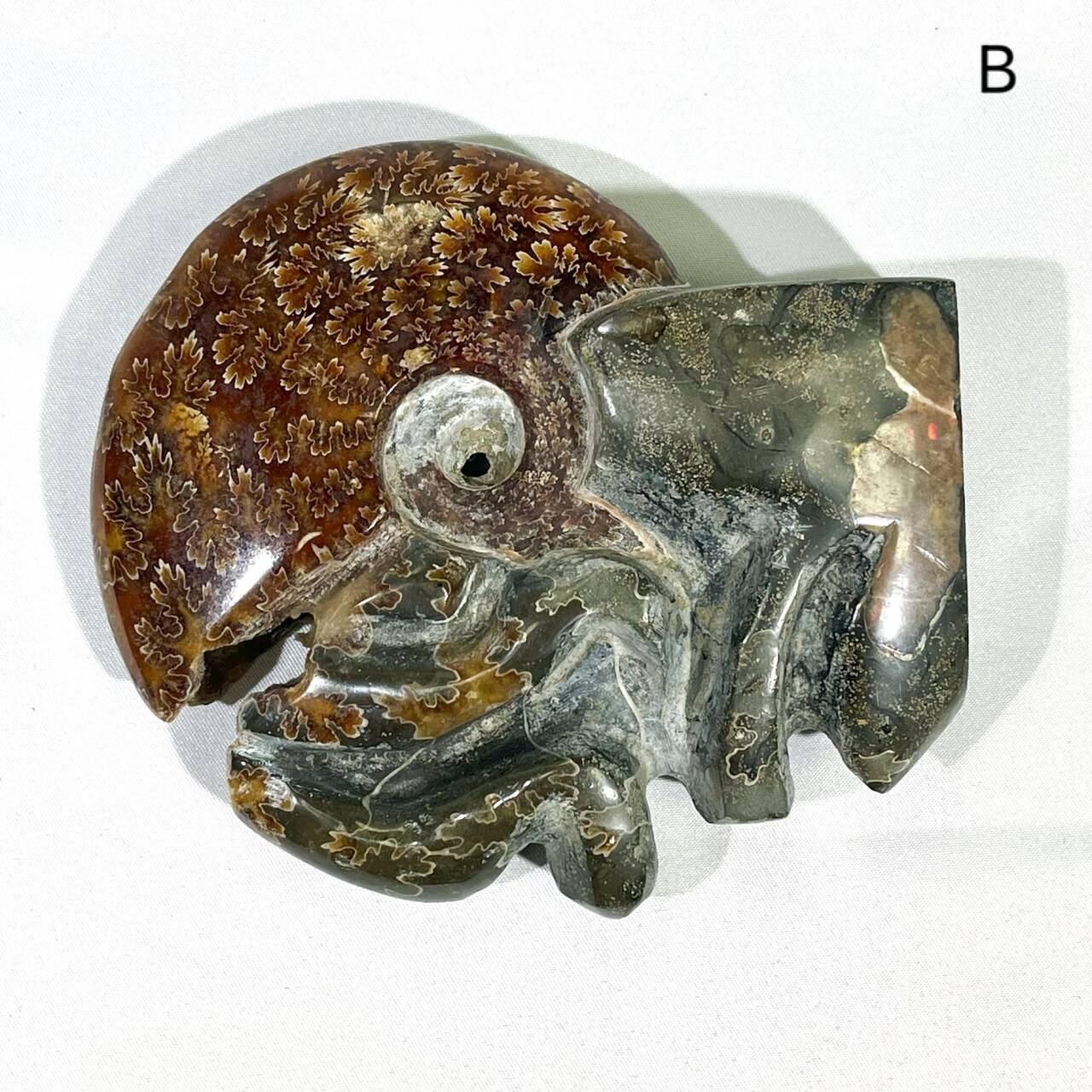 Fossil/Ammonite