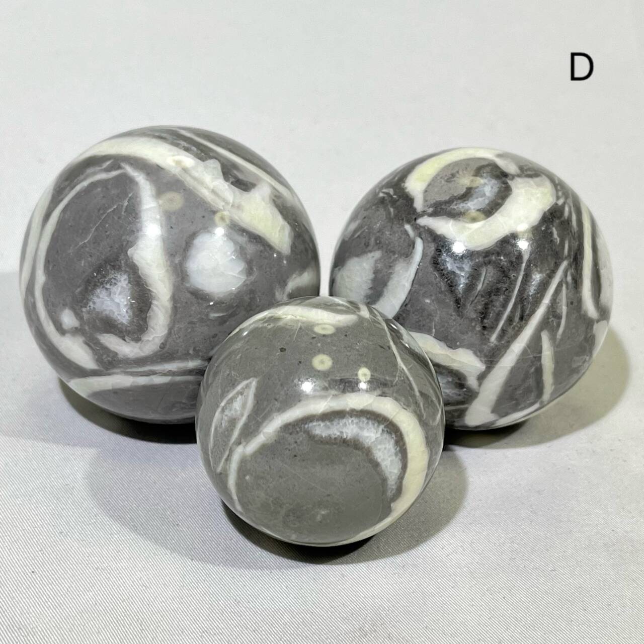 Fossil Conch Sphere