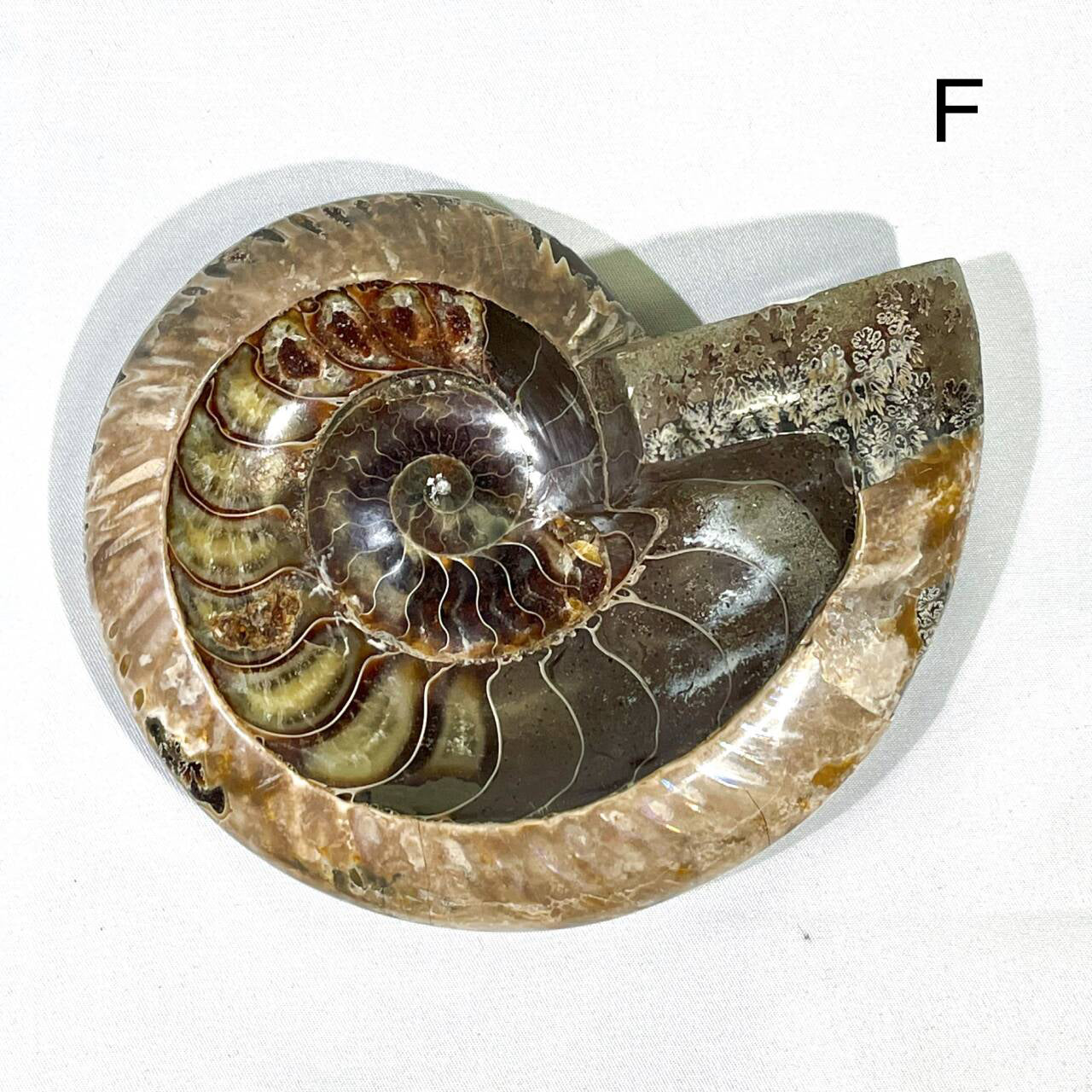 Fossil/Ammonite