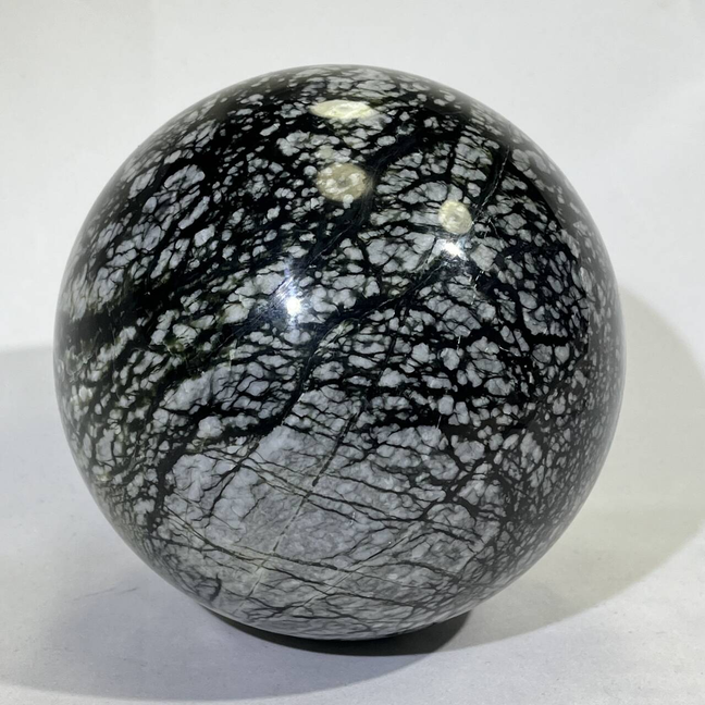 6.5KG Big Fossil Conch Sphere